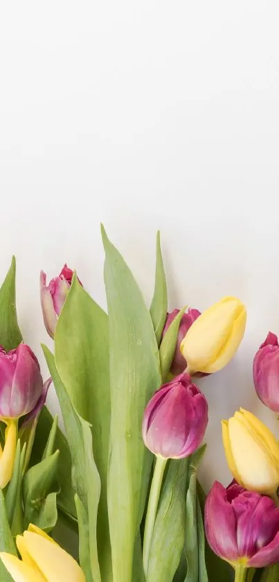 Yellow and magenta tulips with green leaves on a clean background.