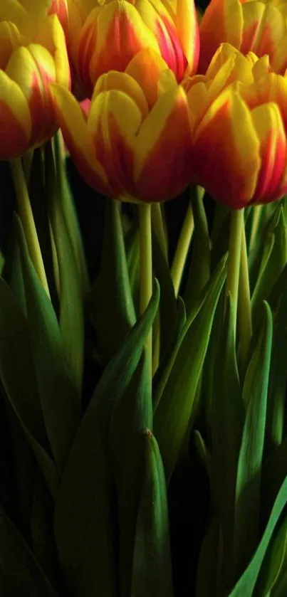 Bright tulips with red and yellow petals, lush green leaves.