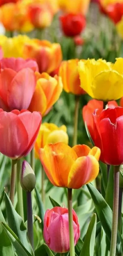 Vibrant tulips in red, yellow, and pink hues with green leaves.