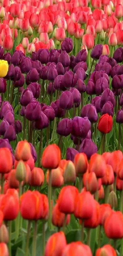 A vibrant field of red and purple tulips in full bloom.