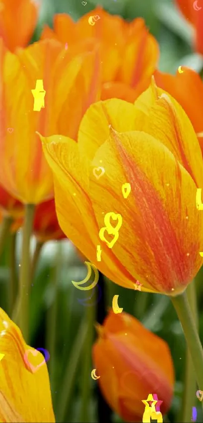 Vibrant tulips with orange and yellow petals create a lively wallpaper.