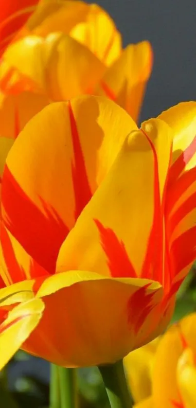 Vibrant tulip flowers with orange and yellow petals captured in sunlight.