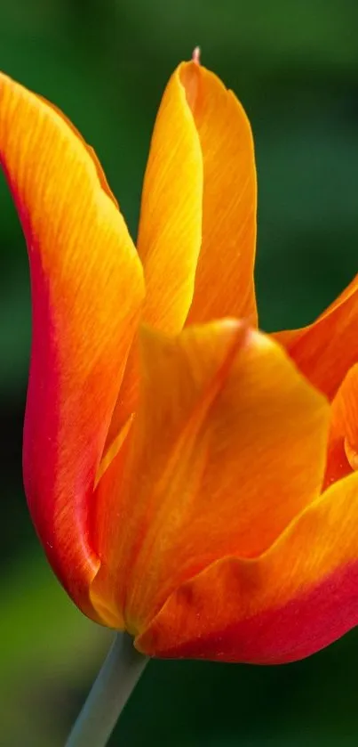 Close-up of a vibrant orange tulip flower with green background.