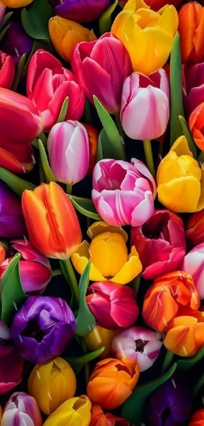 Colorful tulip flowers in vibrant bloom.