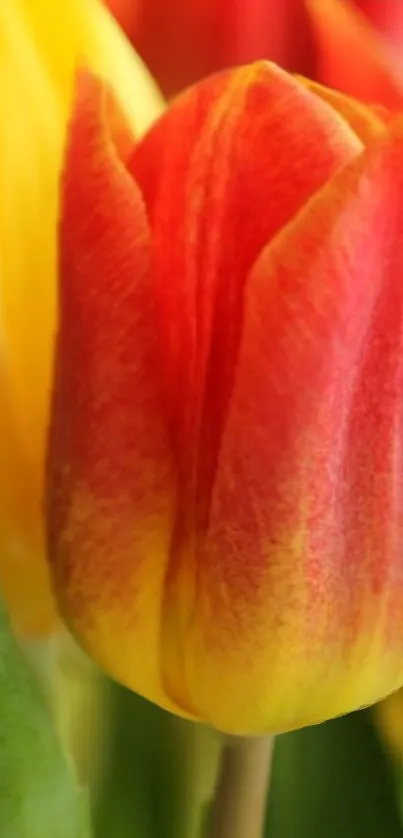 Bright red and yellow tulip flower close-up wallpaper.