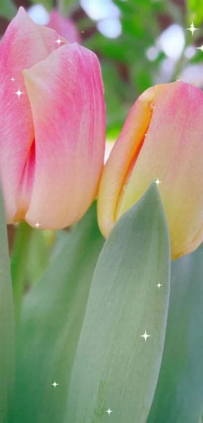 Close-up vibrant tulip flower wallpaper with pink and yellow petals.