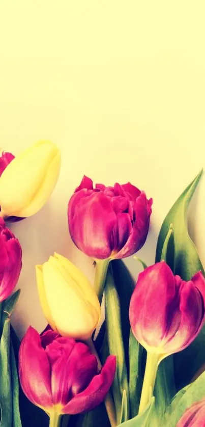 Vibrant tulip flower wallpaper with red and yellow blooms on a light background.