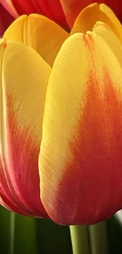 Close-up of vibrant yellow and red tulips in full bloom.