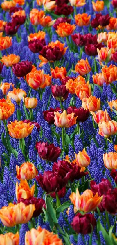 A vibrant display of red and orange tulips amid purple flowers.