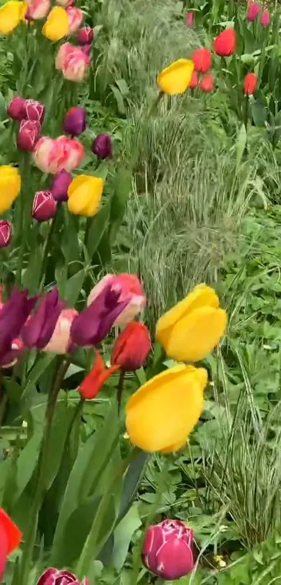 Vibrant tulip garden with colorful flowers and green grass backdrop.