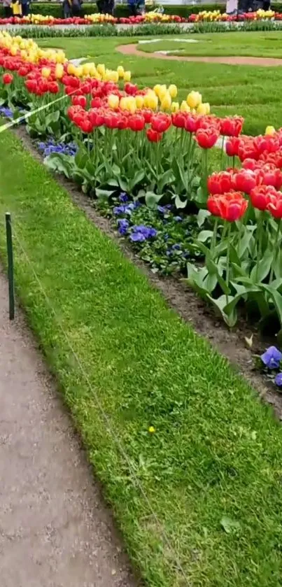 Vibrant tulips along a green garden path.