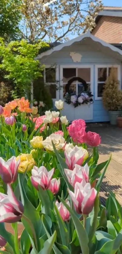 Colorful tulip garden with a quaint wooden cottage in the background.