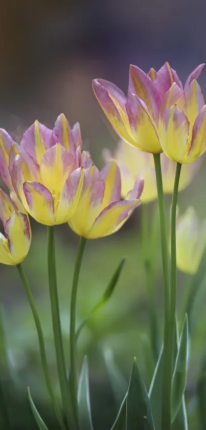 Vibrant yellow and pink tulips in a lush garden setting.