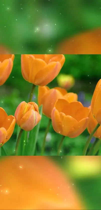 Vibrant orange tulips with a green garden background.