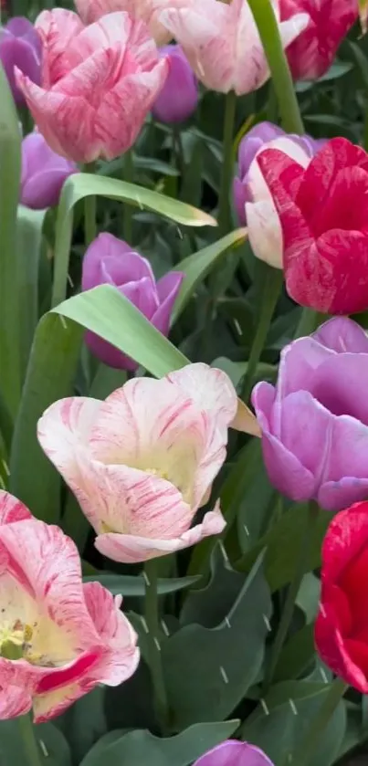 Colorful tulip flowers in a vibrant garden setting, featuring red, pink, and purple hues.