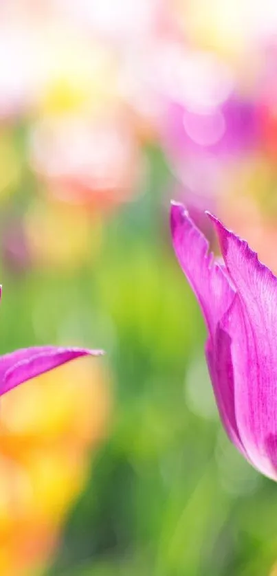 Two vibrant pink tulips in a colorful, lush garden setting.