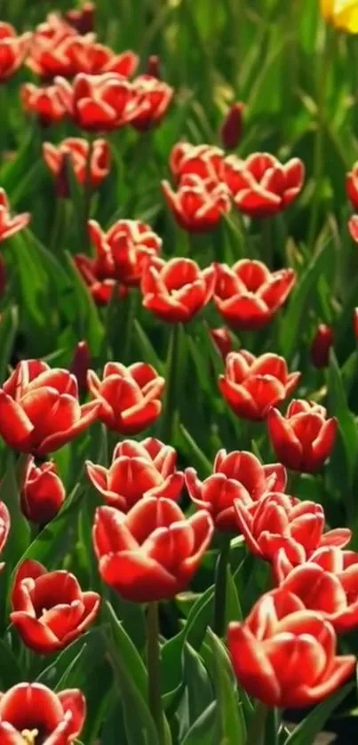 Mobile wallpaper with vibrant red tulips in a lush green garden.