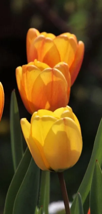 Four vibrant orange and yellow tulips with green leaves.