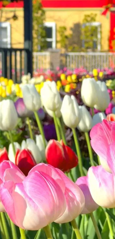 Vibrant tulip garden with pink, white, and yellow flowers.