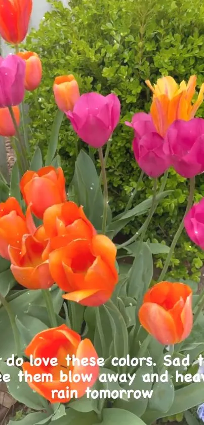 Vibrant tulips in orange and pink with lush green foliage.