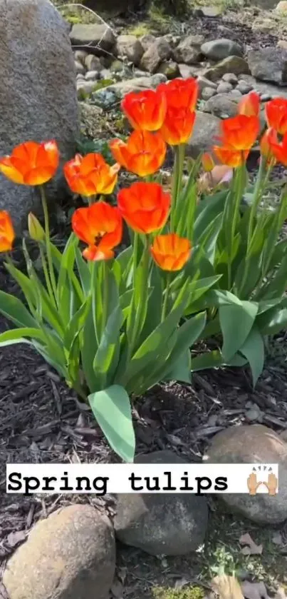 Vibrant orange tulips in a natural garden setting.