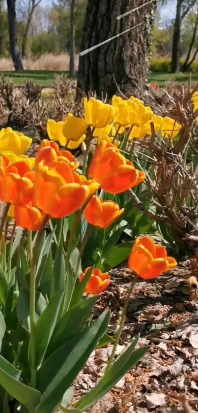 Orange and yellow tulips blooming in a garden.