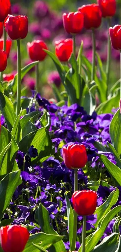Vibrant red tulips and purple violets in a lush garden.