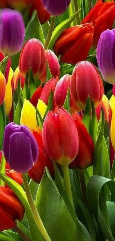 Vibrant tulips in red, yellow, and purple set against green leaves