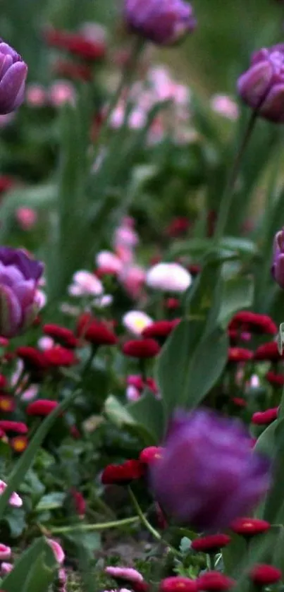 Purple tulips and red flowers in a lush garden setting, vibrant and serene.