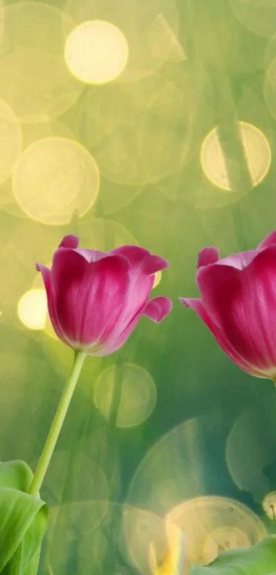 Vibrant pink tulips in a lush green garden setting.