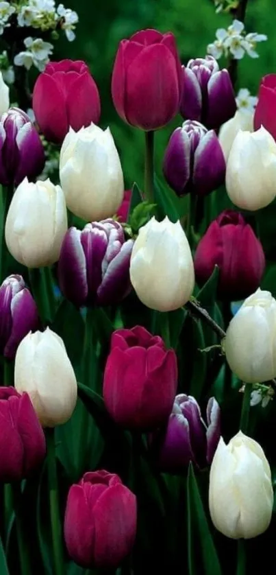 Vibrant tulip garden with colorful flowers in a lush green setting.