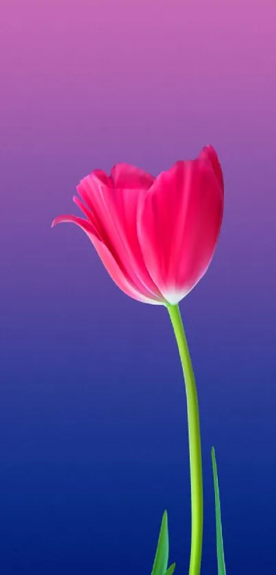 Vibrant pink tulip on a blue and pink gradient background wallpaper.