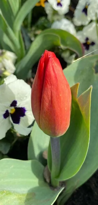 Red tulip surrounded by colorful flowers in a garden.