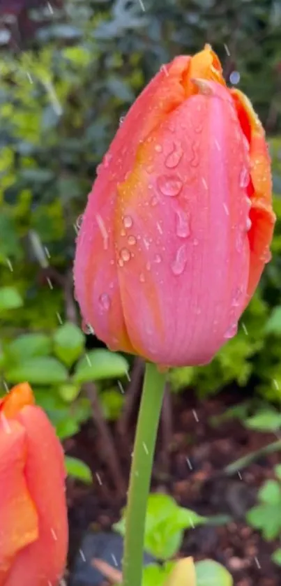 Close-up of a pink tulip kissed by raindrops in a lush green garden.