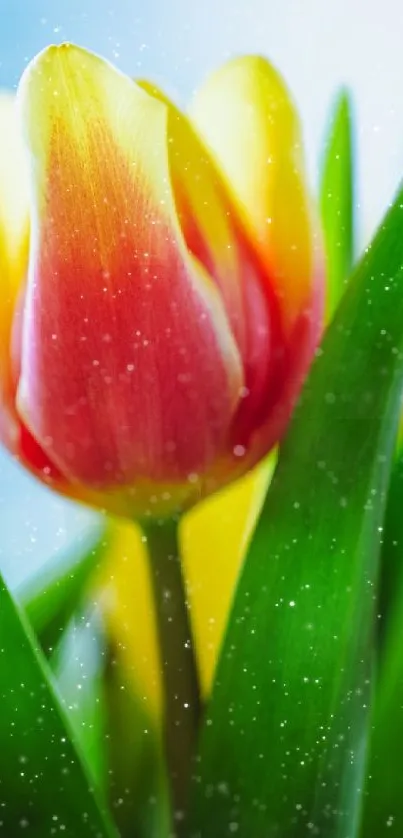 Close-up of a vibrant tulip with lush green leaves.