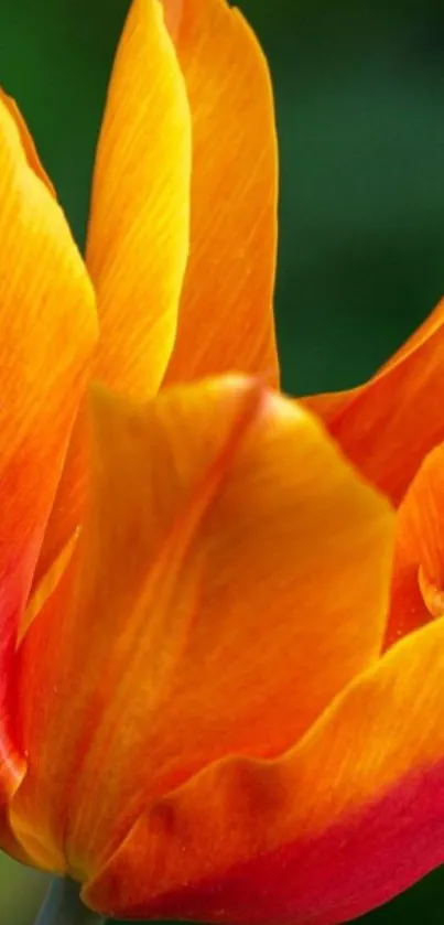 Vibrant orange and red tulip petals close-up.