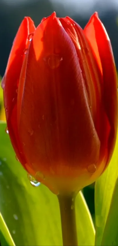 Close-up of a vibrant red tulip with dewdrops, perfect for mobile wallpaper.