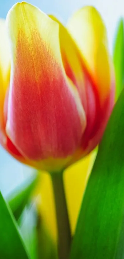 Close-up of a vibrant tulip with red and yellow petals and green leaves.