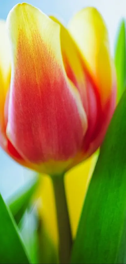 Close-up of a vibrant tulip in red, yellow, and green hues for mobile wallpaper.