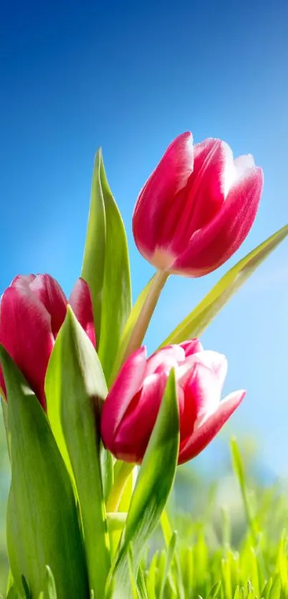 Bright pink tulips under a clear blue sky with green leaves.