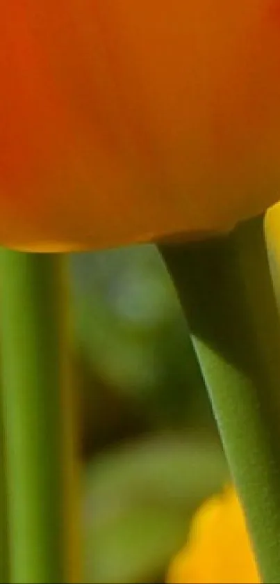 Close-up of an orange tulip with a green stem on a mobile wallpaper.