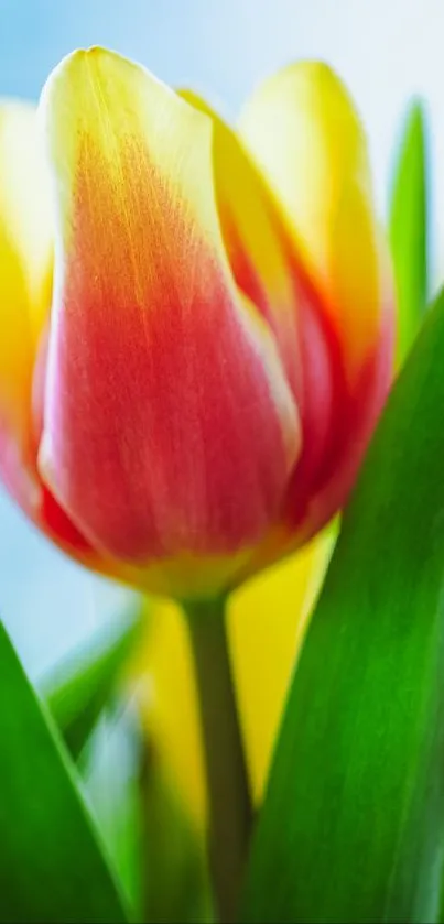 Vibrant tulip with yellow and pink petals, surrounded by green leaves.