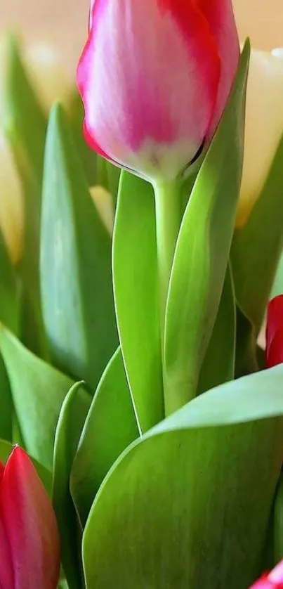 Vibrant red and pink tulips with lush green leaves.