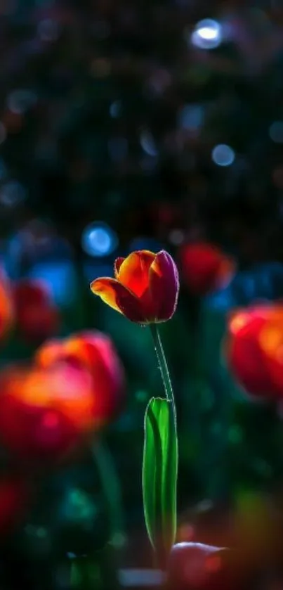 Vibrant red tulip in a night scene with dark green background.