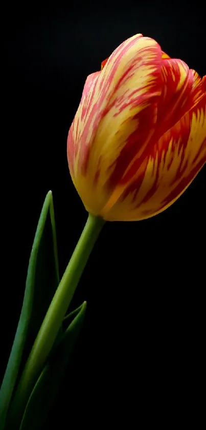 Vibrant tulip with orange-red stripes on a black background.