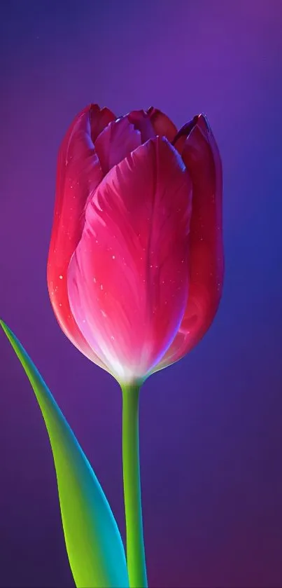 A red tulip against a blue and purple gradient background.