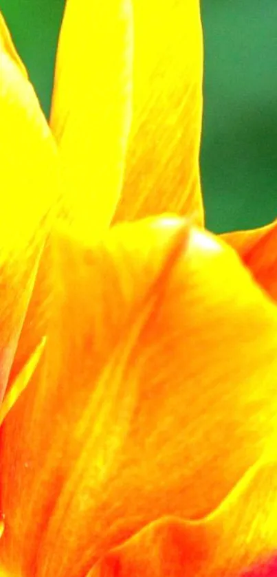 Close-up of vibrant orange tulip petals mobile wallpaper.