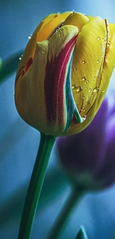 Yellow tulip with dewdrops and purple backdrop.