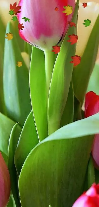 Vibrant pink tulips with green leaves.