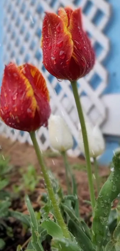 Red tulips with raindrops in a garden setting.